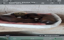 Shih Tzu perros en venta: Shiht-zu - Imagen 1