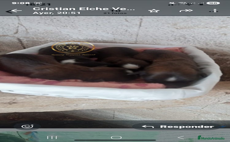 Shih Tzu perros - Anuncio 13