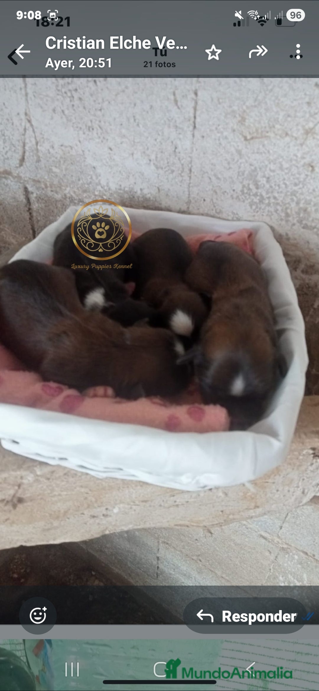 Shih Tzu perros en venta: Shiht-zu - Imagen 1