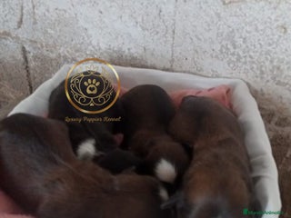 Shih Tzu perros - Anuncio 1