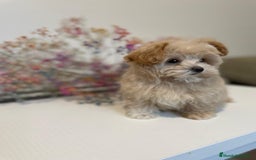 Maltipoo perros en venta: Maltipoo para reservar para Diciembre  - Imagen 4