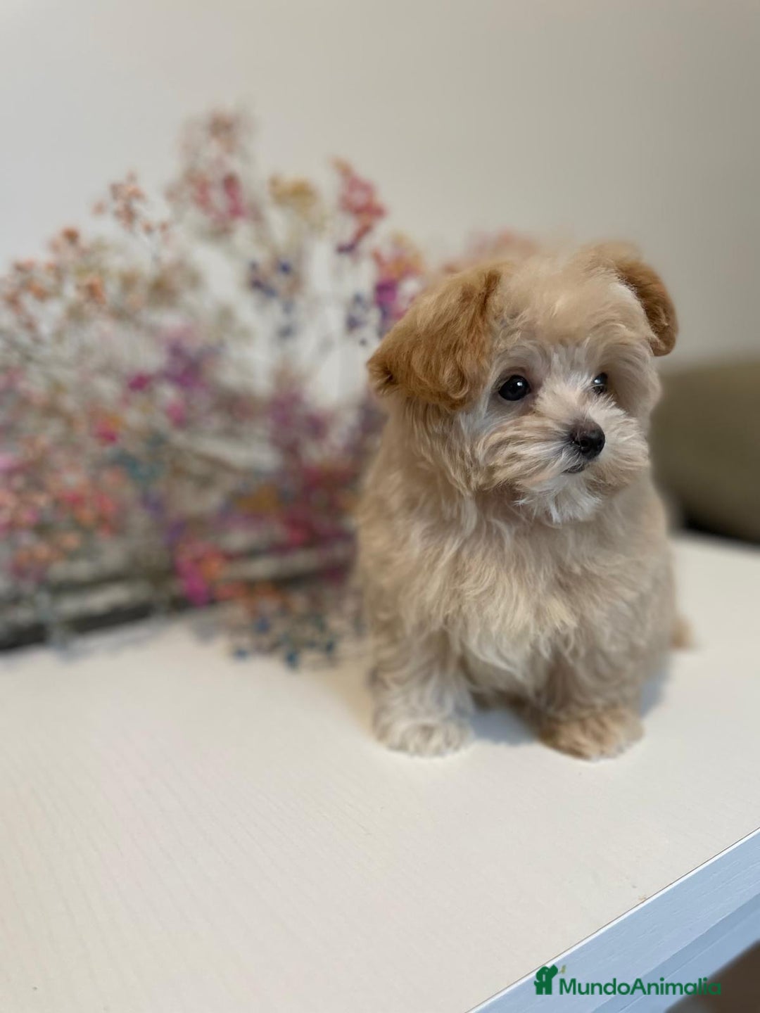 Maltipoo perros en venta: Maltipoo para reservar para Diciembre  - Imagen 4