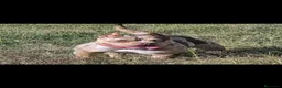 American Bully perros en venta: American Bully pocket  - Anuncio 2
