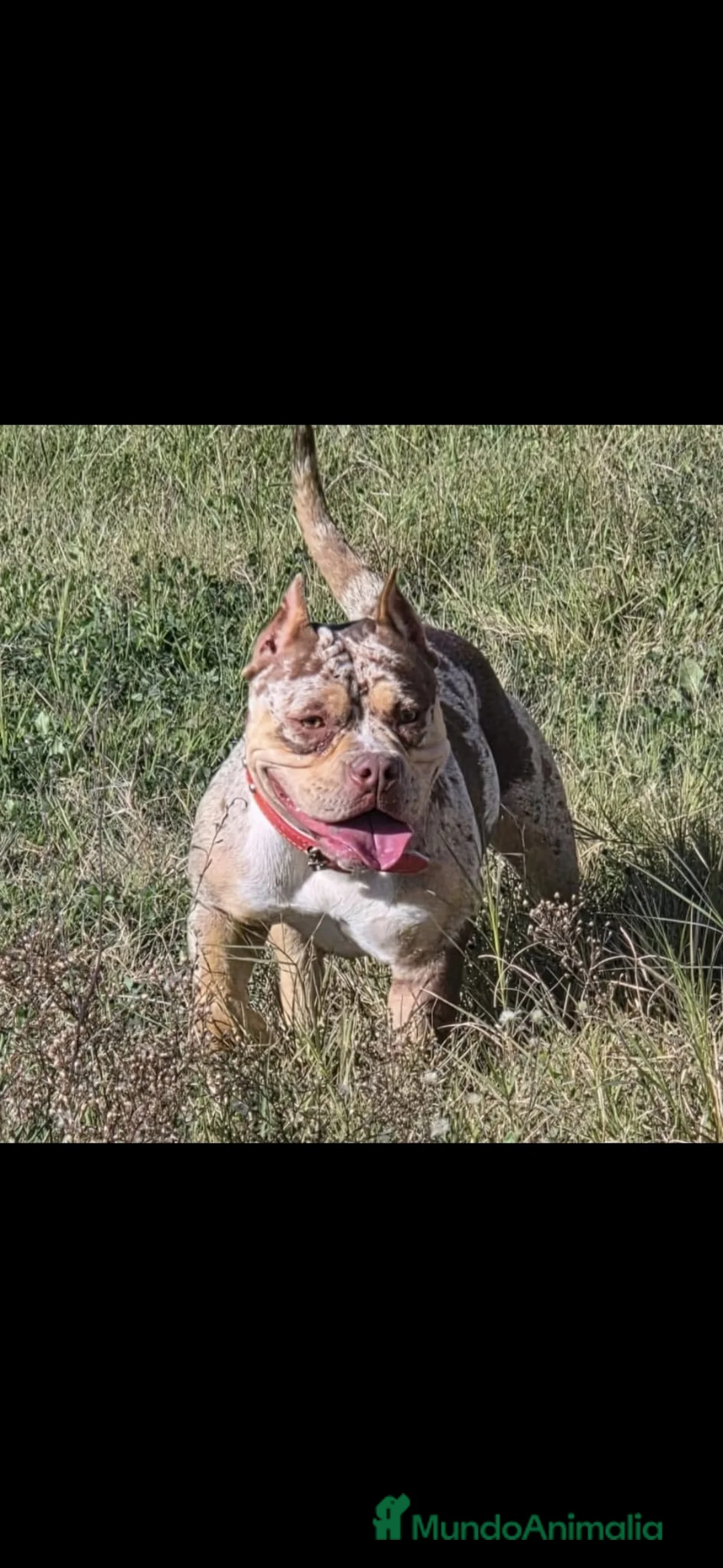 American Bully perros en venta: American Bully pocket  - Anuncio 2