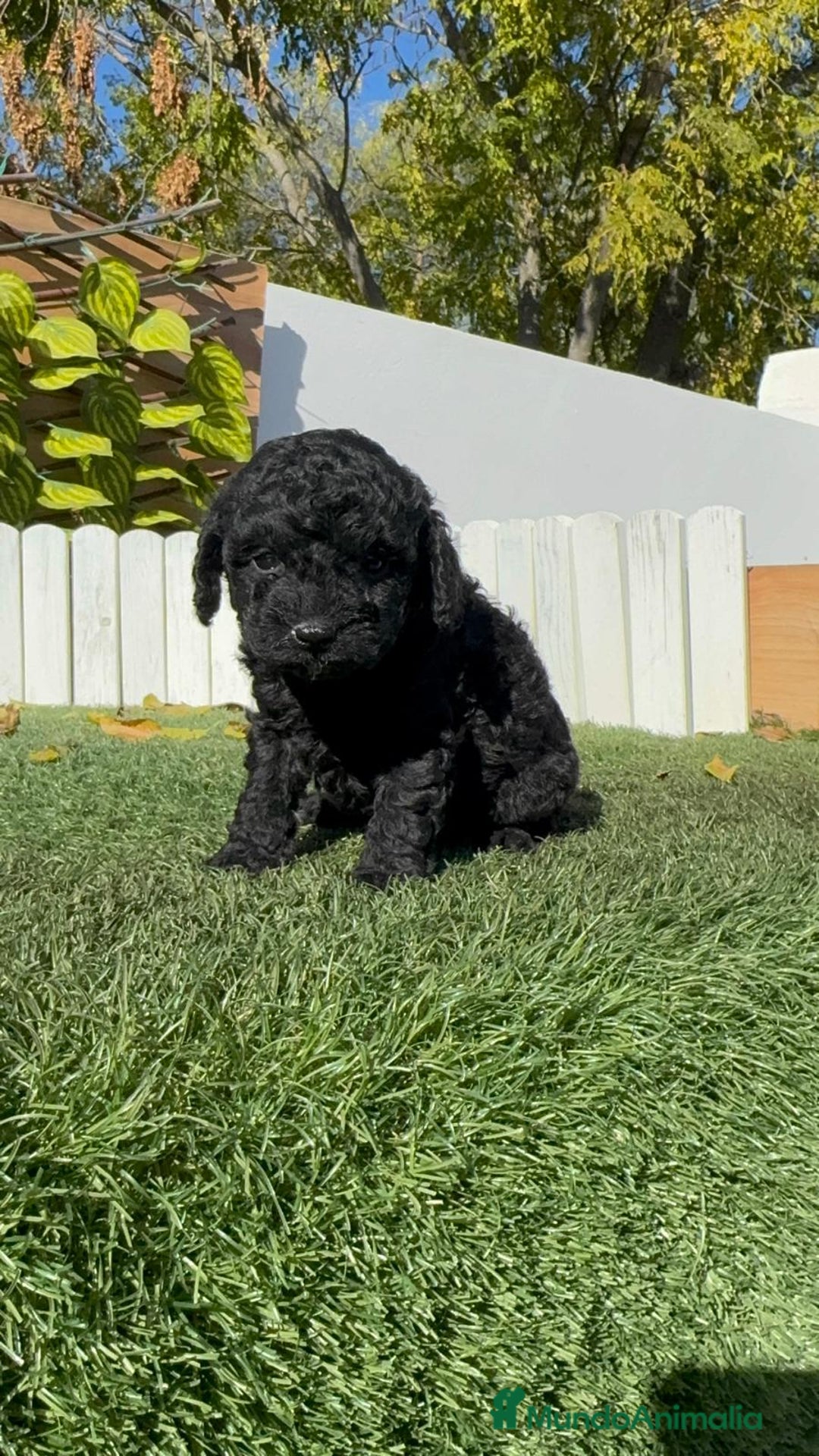 Caniche Toy perros en venta: CANICHE TOY HEMBRA - Anuncio 4