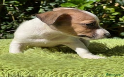 Jack Russell Terrier perros en venta: Jack russell bicolor - Imagen 3
