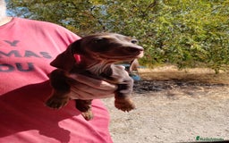 Teckel Miniatura perros en venta: Teckel miniatura pelo corto - Imagen 3