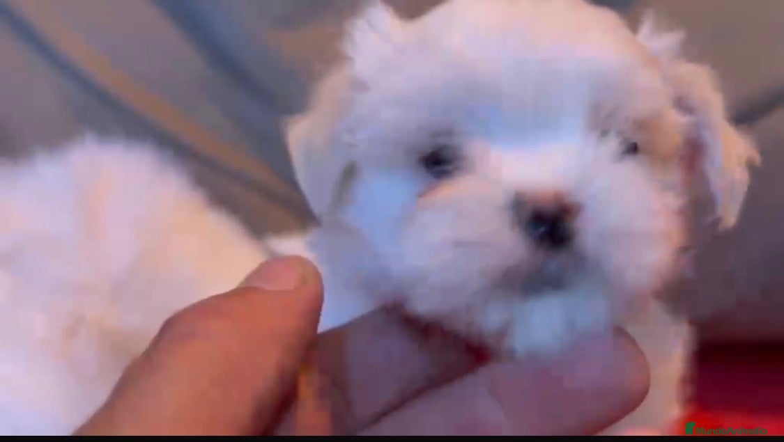 Bichón Maltés perros Bichon maltés machos - Anuncio 1