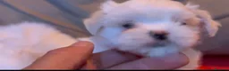 Bichón Maltés perros en venta: Bichon maltés machos - Anuncio 1