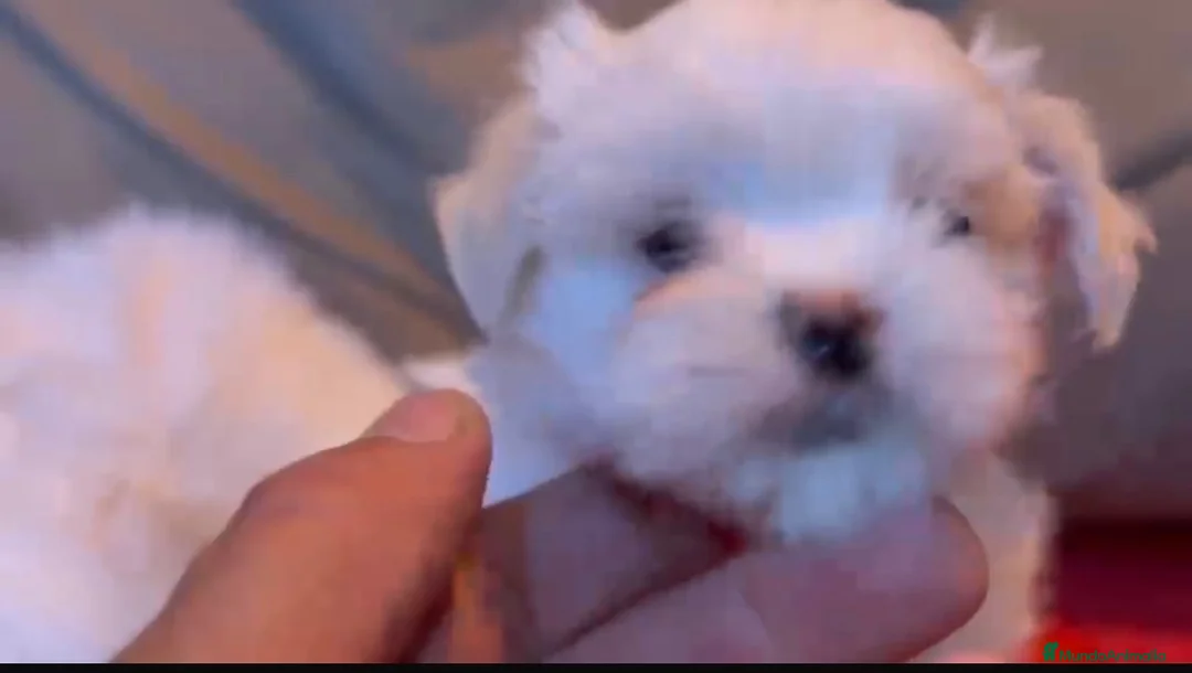 Bichón Maltés perros en venta: Bichon maltés machos - Anuncio 1