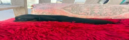 Teckel Miniatura perros en venta: Teckel kaninchen hembra  - Anuncio 4