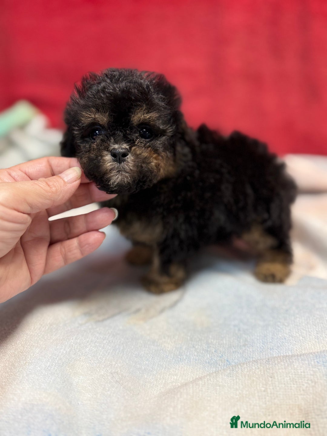 Shihpoo perros en venta: Monísimo ShihPoo Negro y fuego - Imagen 6