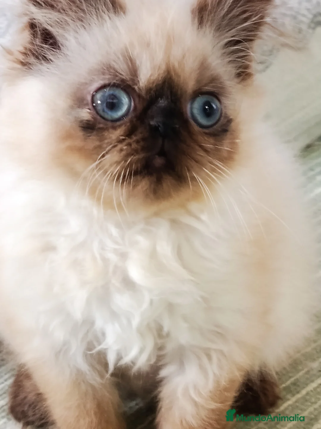 Himalayo gatos en venta: HEMBRITA PERSA HIMALAYO SEAL POINT - Anuncio 4