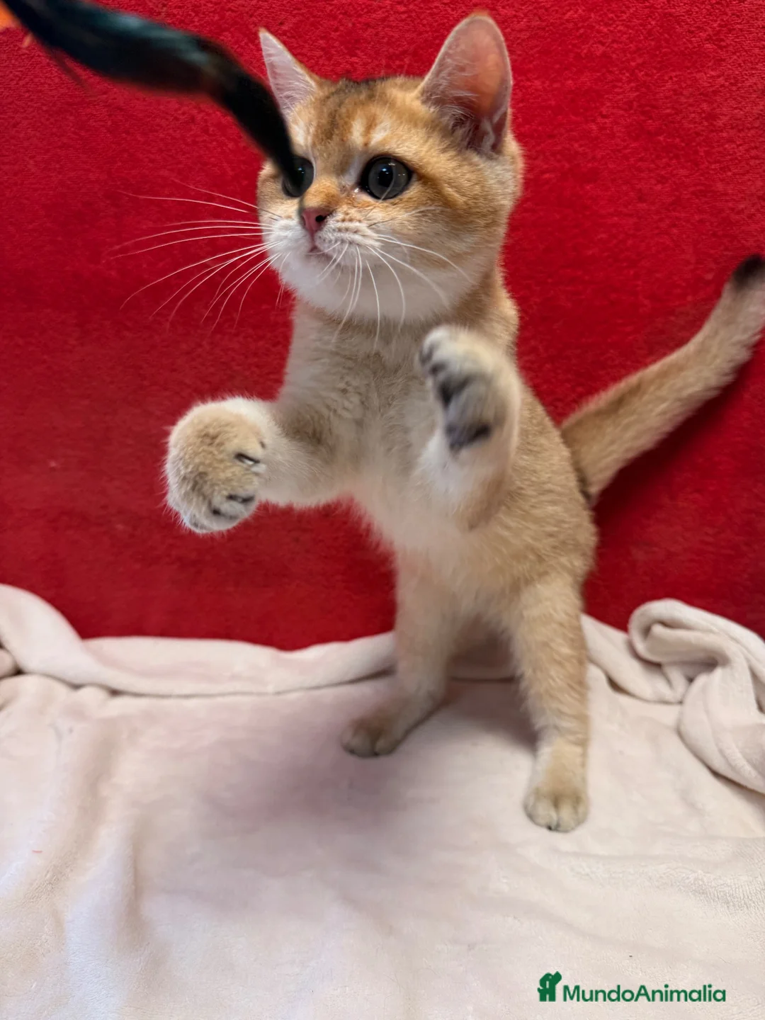 Británico de Pelo Corto gatos en venta: Precioso British Golden dorado - Anuncio 2