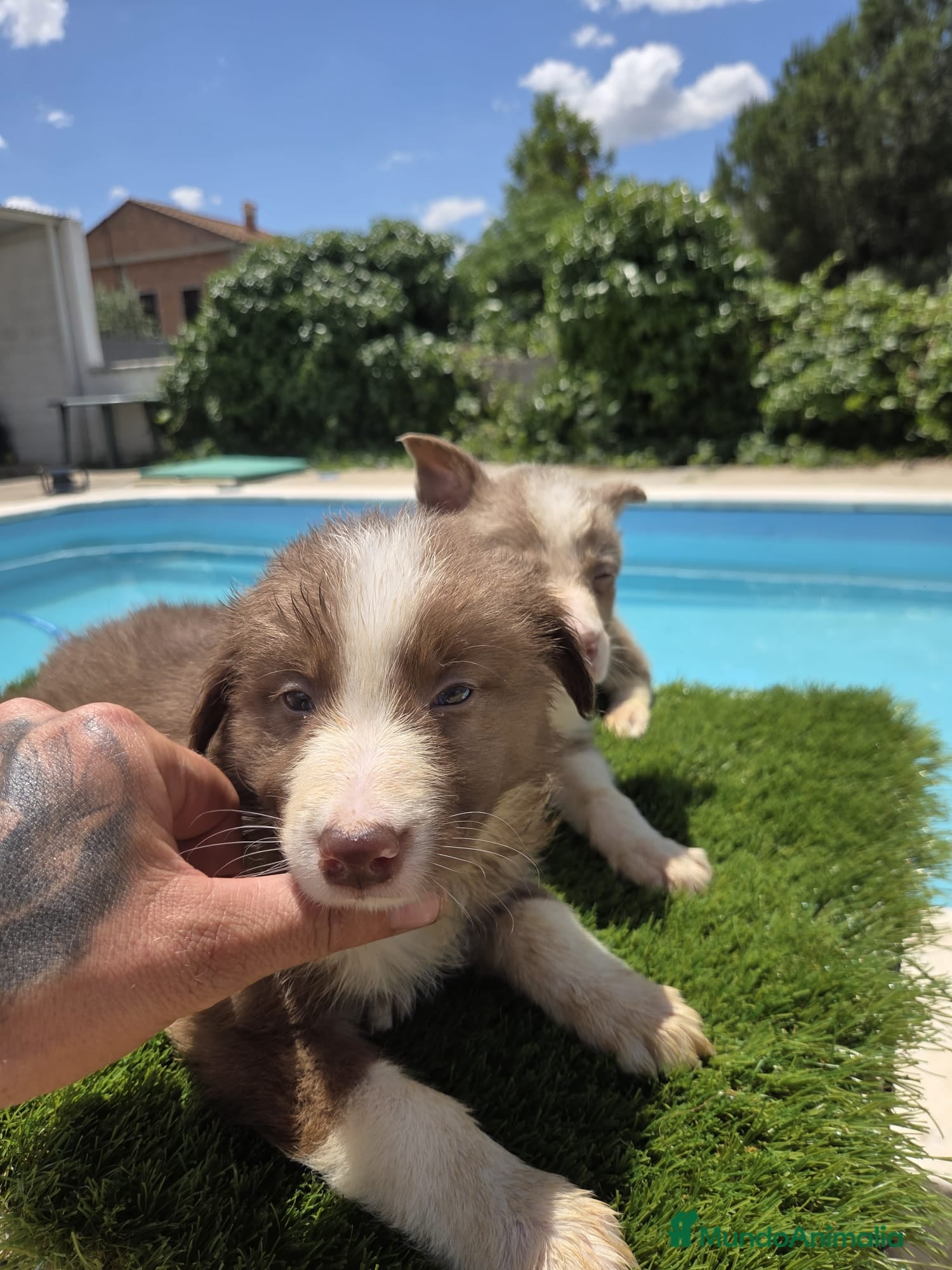 Border Collie perros en venta: Disponibles Border collies Chocolates y lilac - Anuncio 8