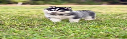 Husky Siberiano perros en venta: Cachorros Husky Siberiano - Anuncio 7