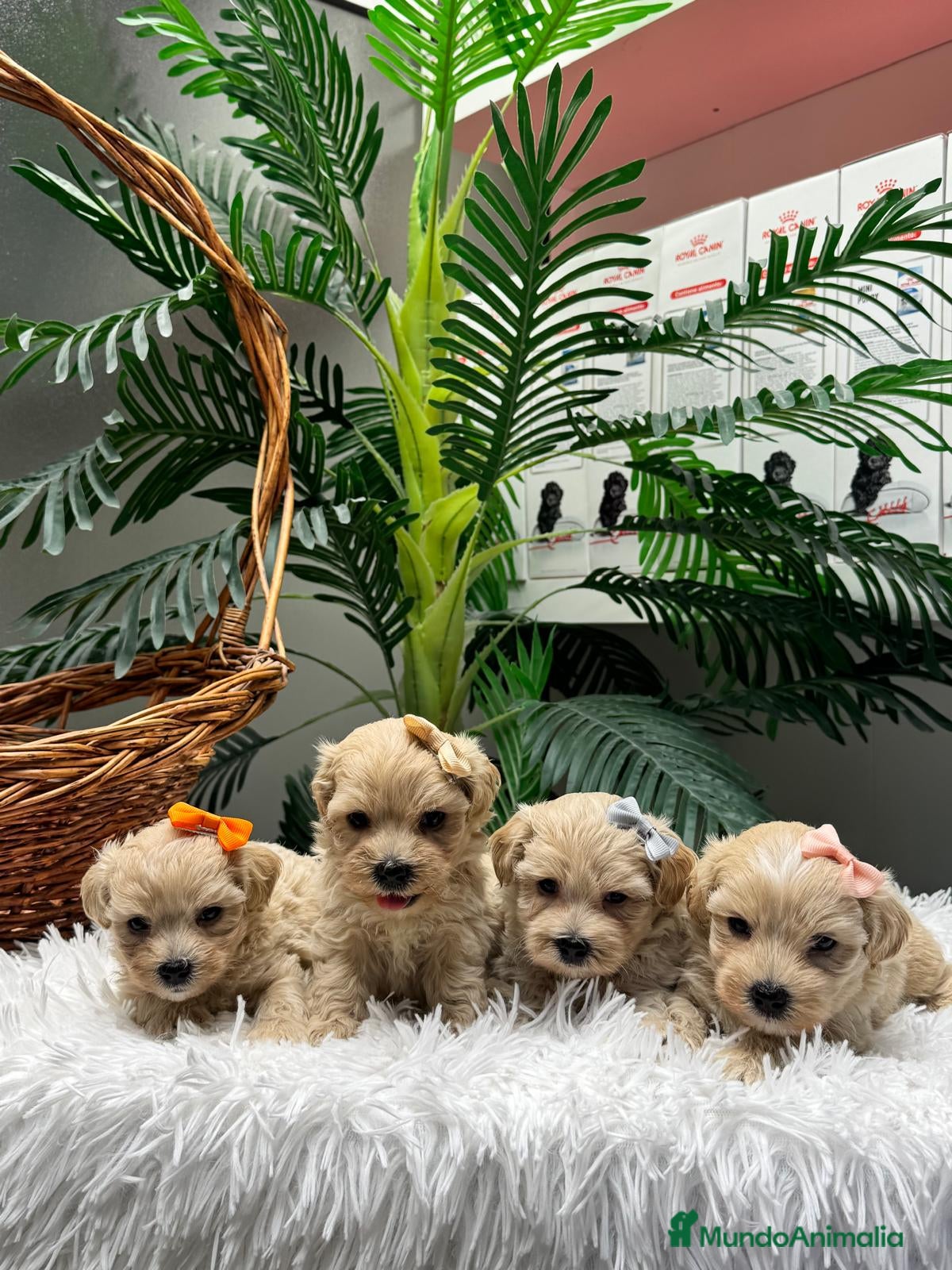 Maltipoo perros en venta: MALTIPOO - Anuncio 2