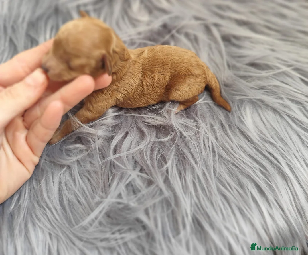 Caniche Toy perros en venta: Caniche tácita de te  - Anuncio 2