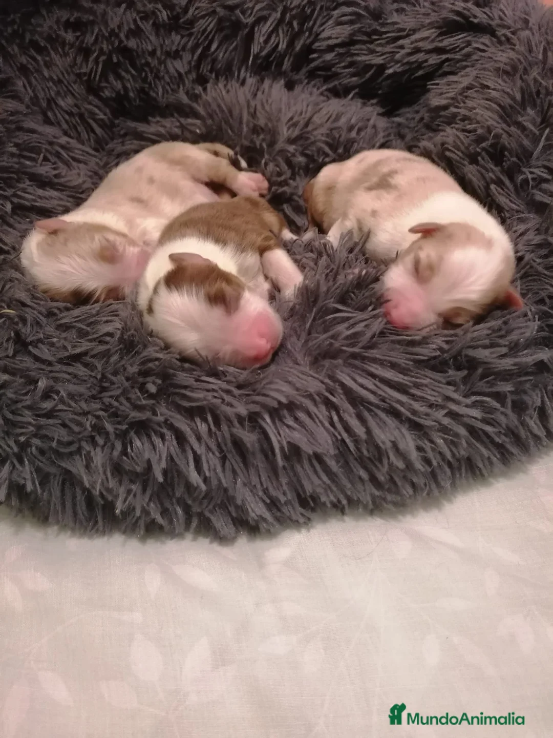 Pastor Australiano perros en venta: Excelente camada de Pastor Australiano  - Anuncio 6