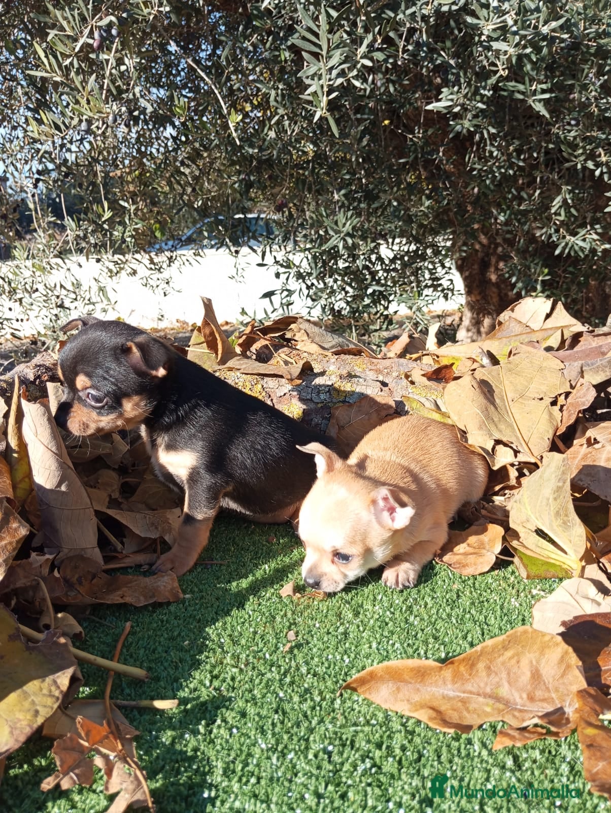 Chihuahua perros Chihuahuas toy cabeza de manzana - Anuncio 17