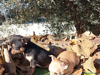 Chihuahua perros Chihuahuas toy cabeza de manzana - Anuncio 1