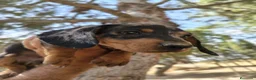 Teckel perros en venta: Teckels exclusivos - Anuncio 10