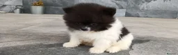 Pomerania perros en venta: Pomerania  - Anuncio 5