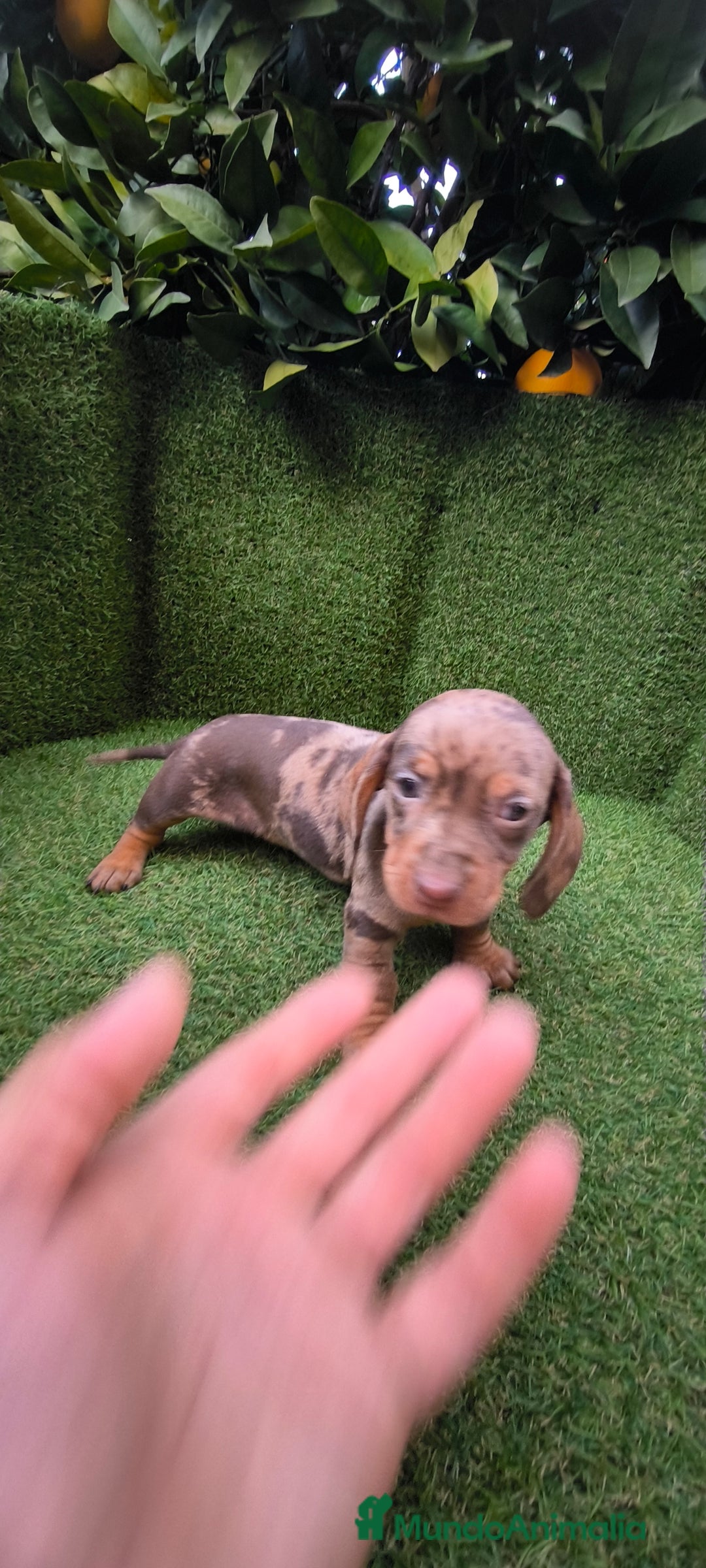 Teckel Miniatura perros en venta: camada teckel arlequín y todos los colores  - Anuncio 13