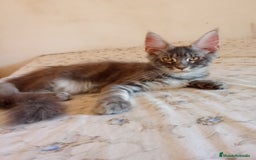 Maine Coon gatos en venta: Maine Coon talla grande - Imagen 2
