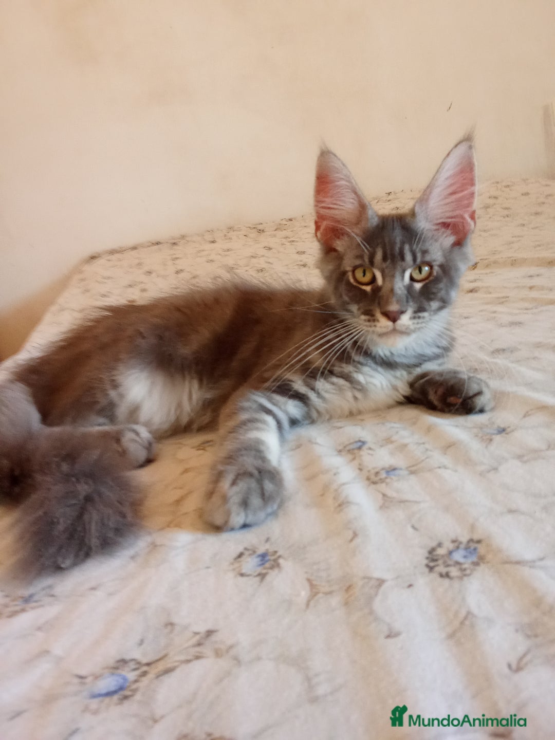 Maine Coon gatos en venta: Maine Coon talla grande - Imagen 2