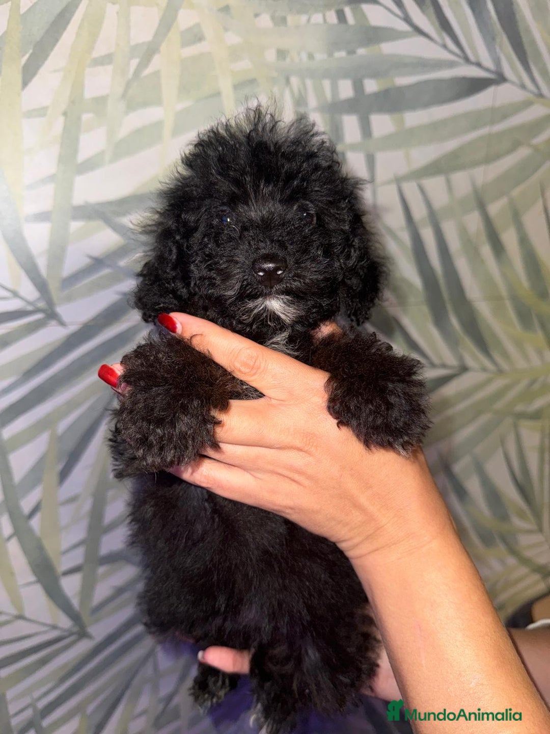Caniche Toy perros en venta: HEMBRA CANICHE TOY/MINI - Imagen 4