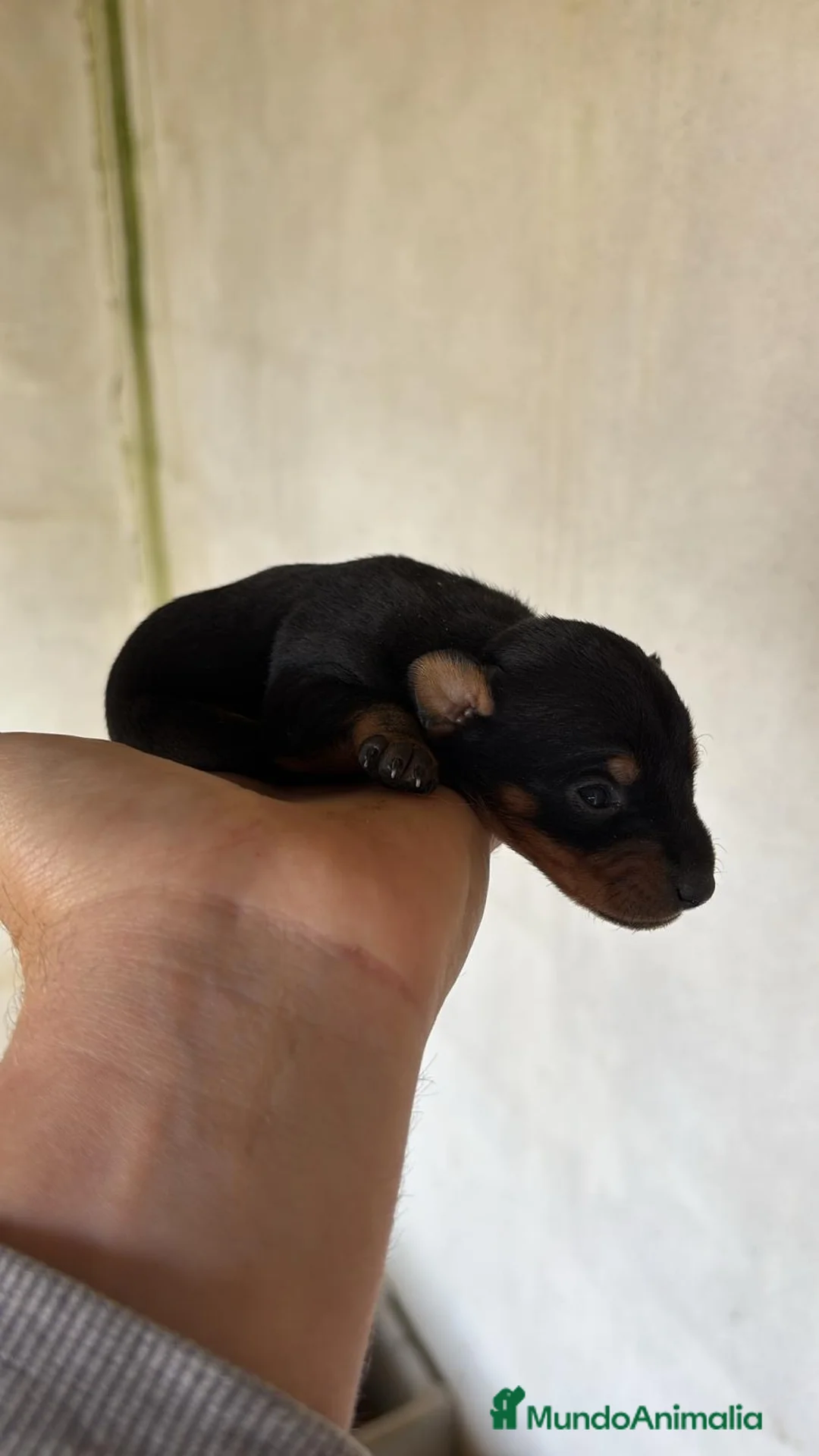 Pinscher Miniatura perros en venta: Pinscher disponibles para reservar en Sevilla - Anuncio 5
