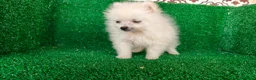 Pomerania perros en venta: Pomerania  - Anuncio 7