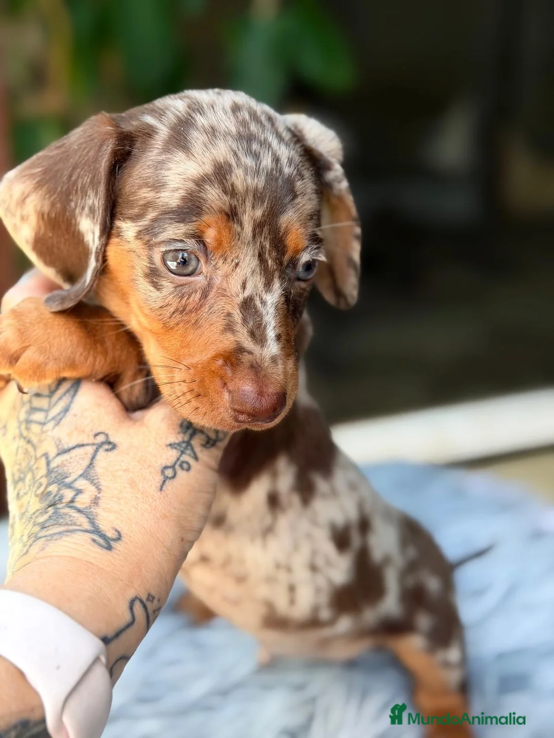 Teckel Miniatura perros en venta: TECKEL MINIATURA EXÓTICOS  - Anuncio 11