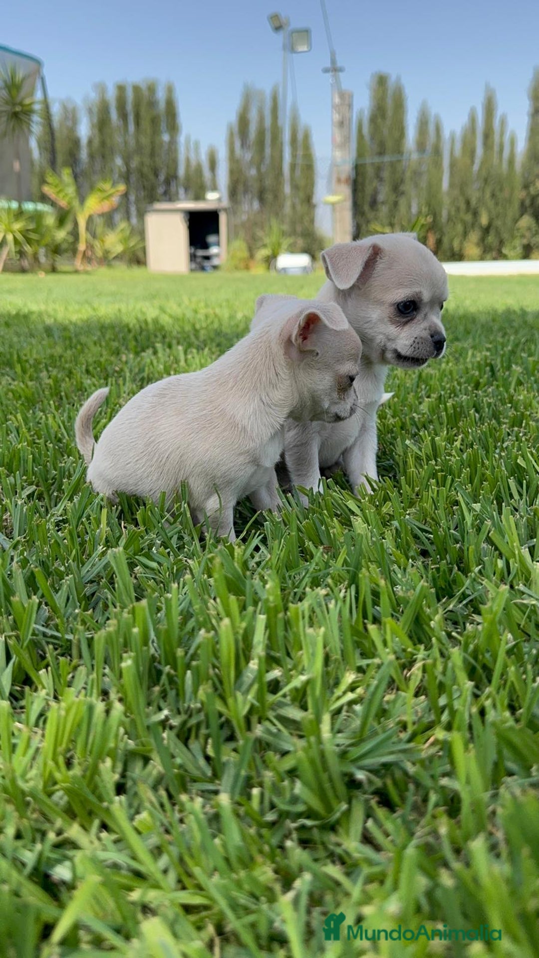 Chihuahua perros en venta: CHIHUAHUA MACHO - Imagen 4