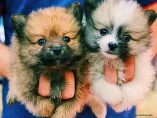 Pomerania perros Cachorros Pomerania 700€ PRECIO REAL - Anuncio 9