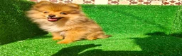 Pomerania perros en venta: Pomerania  - Anuncio 19