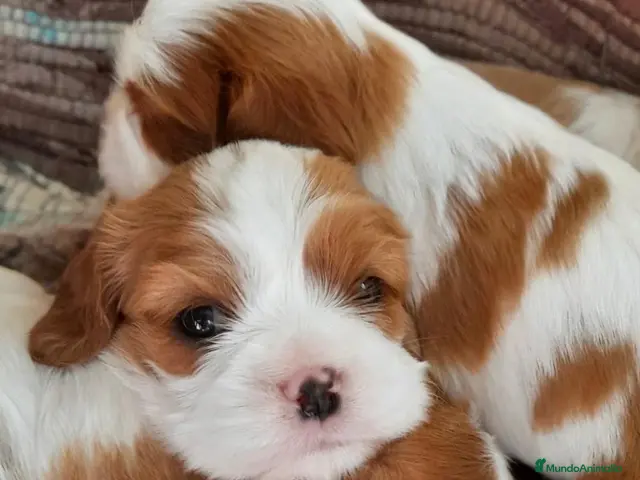 Cavalier King Charles Spaniel perros en venta: Cavalier King Charles Spaniel - Anuncio 2