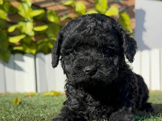 Caniche Toy perros CANICHE TOY - Anuncio 1