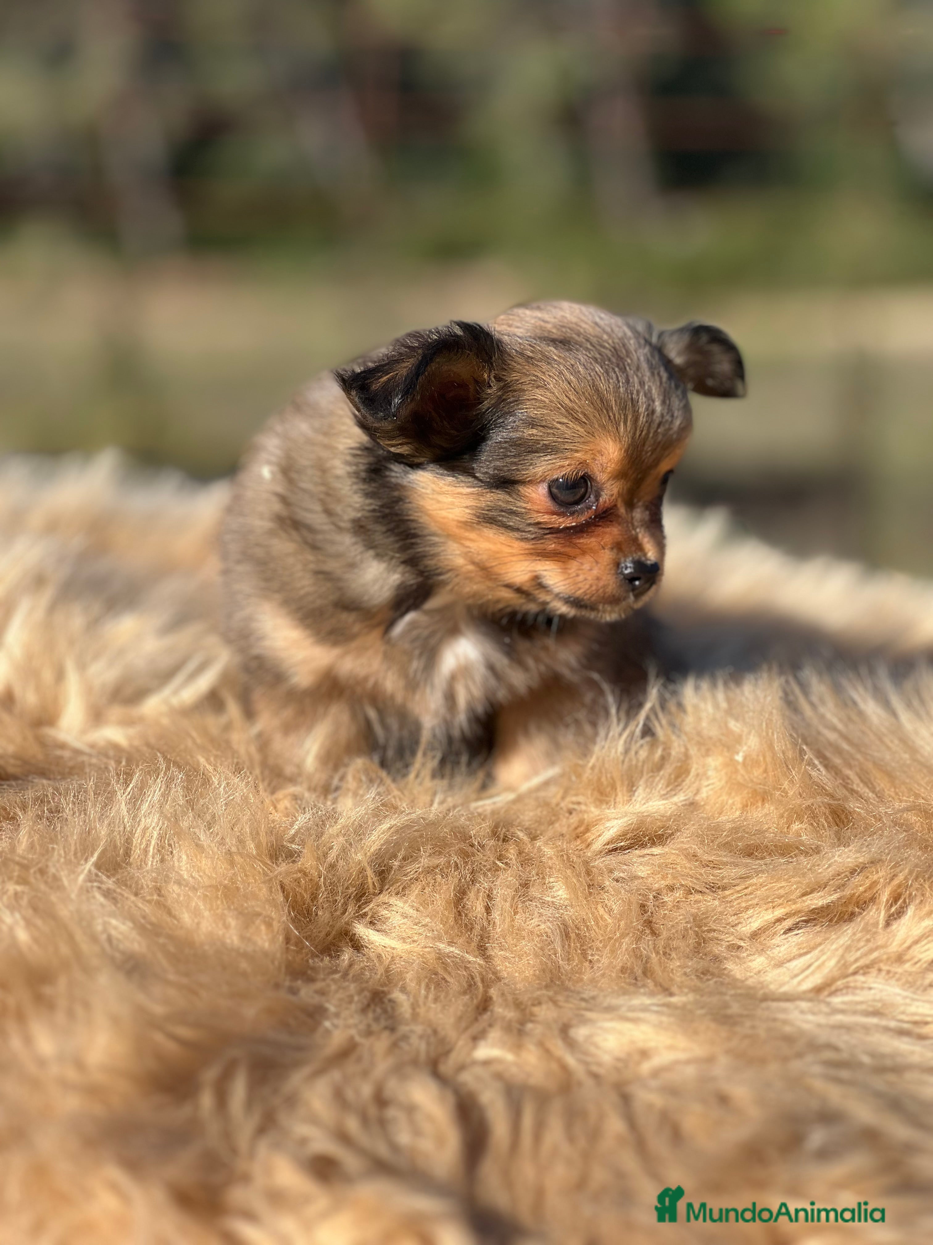 Chihuahua perros Chi toy pelo largo  - Anuncio 16