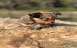 Chihuahua perros en venta: Chi toy pelo largo  - Imagen 1