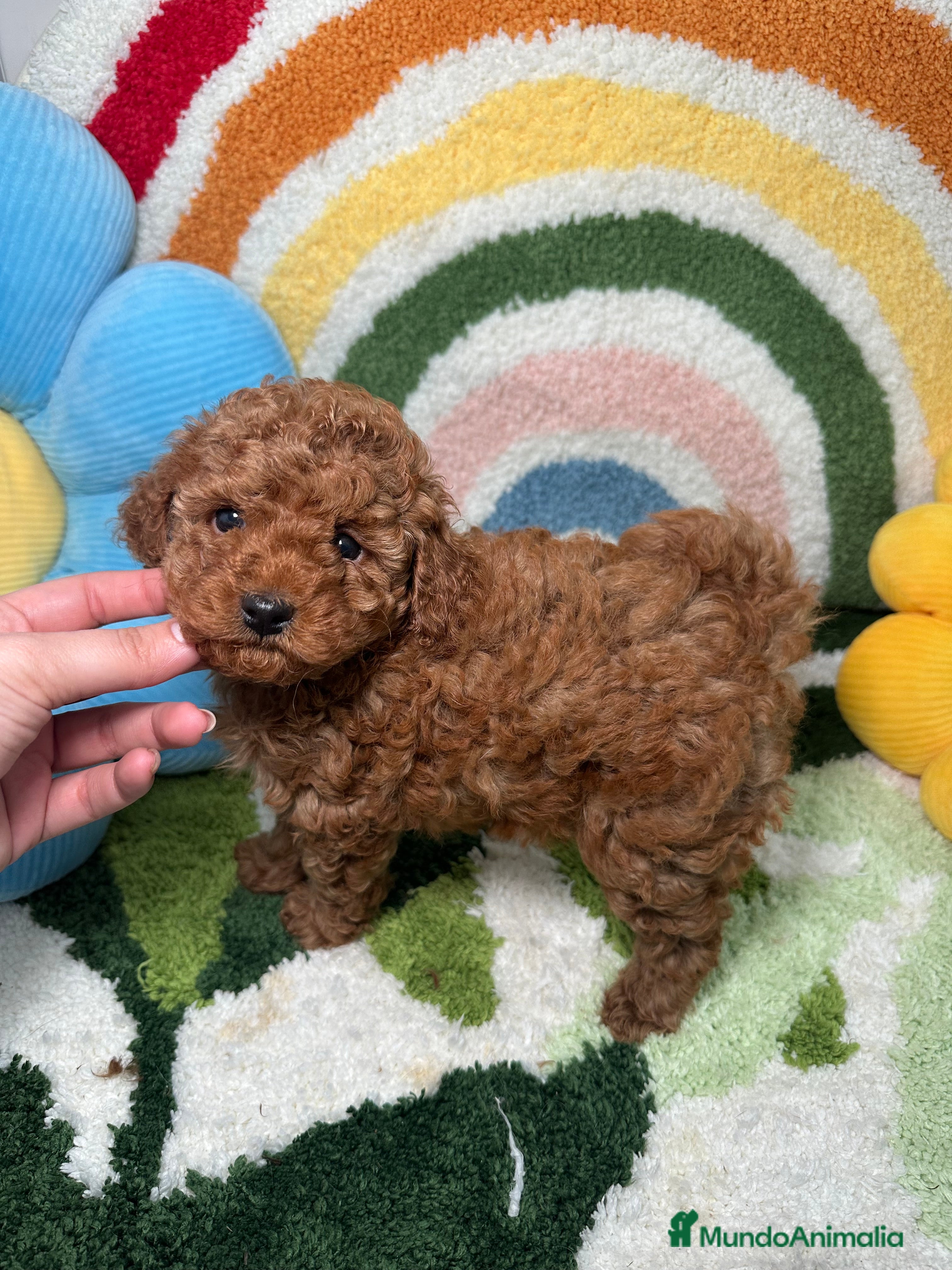 Caniche Toy perros Caniche Toy Rojo  - Anuncio 1