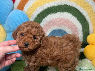 Caniche Toy perros Caniche Toy Rojo - Anuncio 2