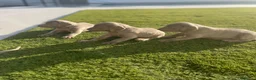 Weimaraner perros en venta: Bracos de Weimar disponibles  - Anuncio 2