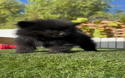 Pomerania perros en venta: POMERANIA HEMBRA - Imagen 14