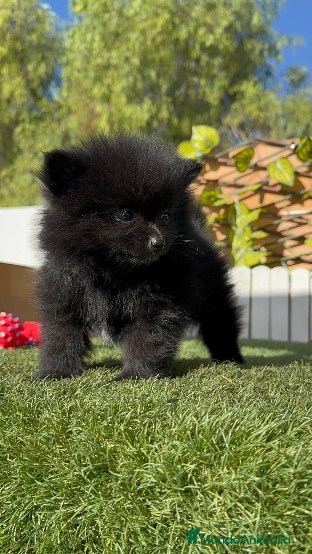 Pomerania perros en venta: POMERANIA HEMBRA - Imagen 14