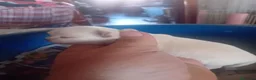 Chihuahua perros en venta: ‼️‼️PRECIOSA CAMADA DE CHIHUAHUAS TAMAÑO MINI  - Anuncio 3