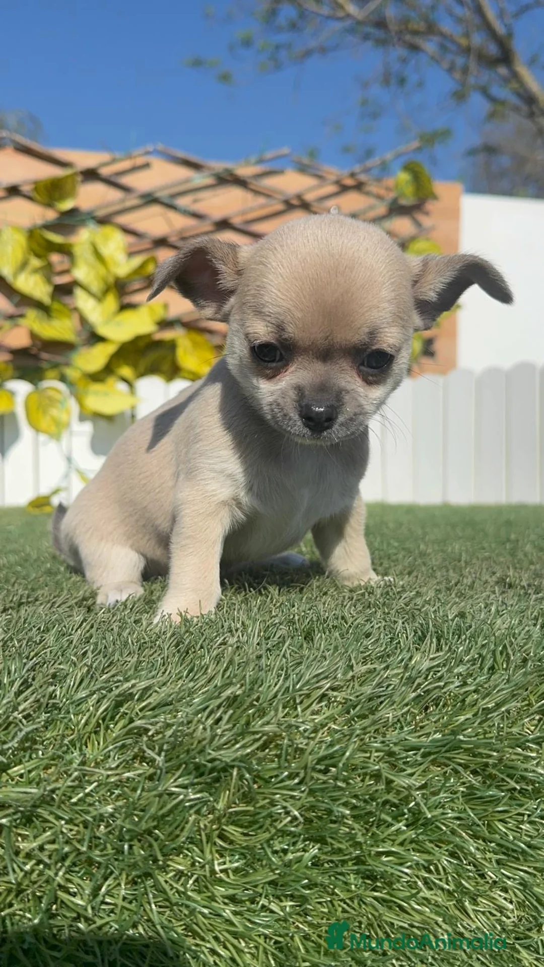 Chihuahua perros en venta: CHIHUAHUA HEMBRA - Anuncio 2