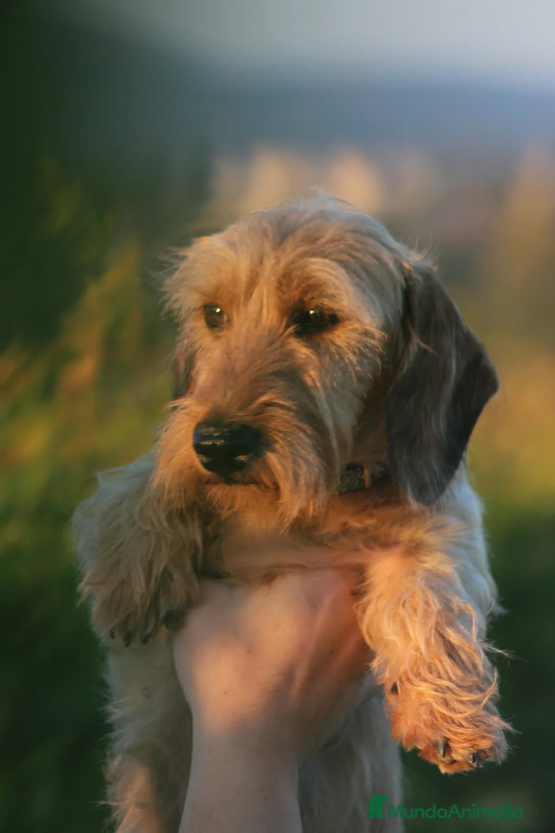 Imagen de galería {{count}}