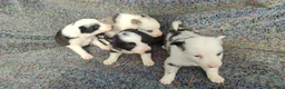 Border Collie perros en venta: Border collie  - Anuncio 10